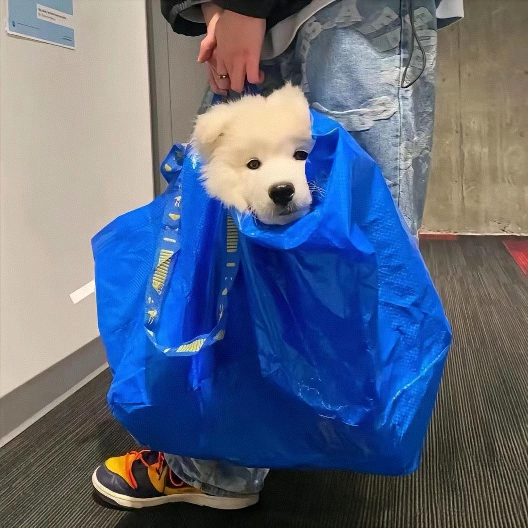 爱上星星的鲸鱼