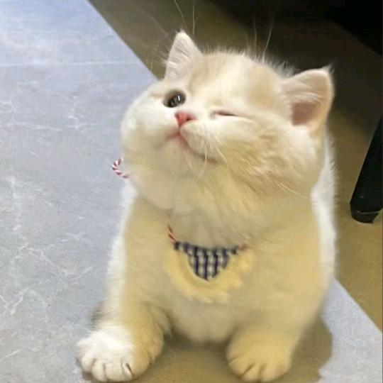 晓晓.