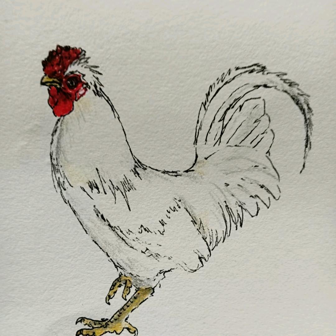 鸡缘