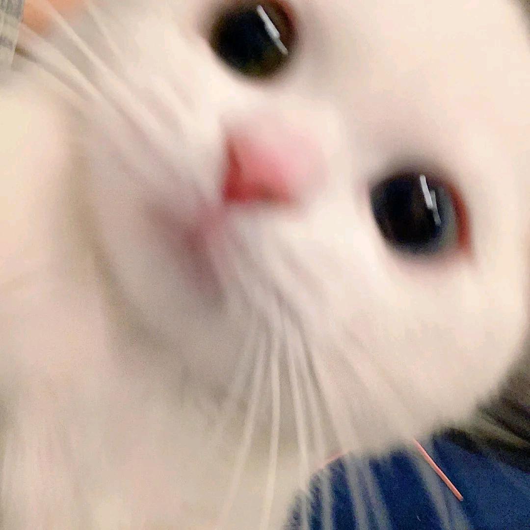 南柯一梦