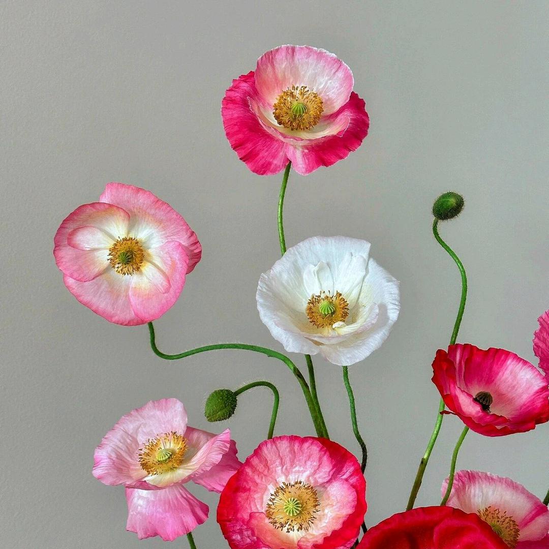 🌸じ荼  ⃟蘼ꦿ҉🍓