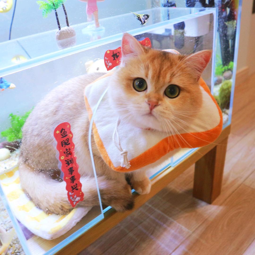 是芋泥小丸子呀