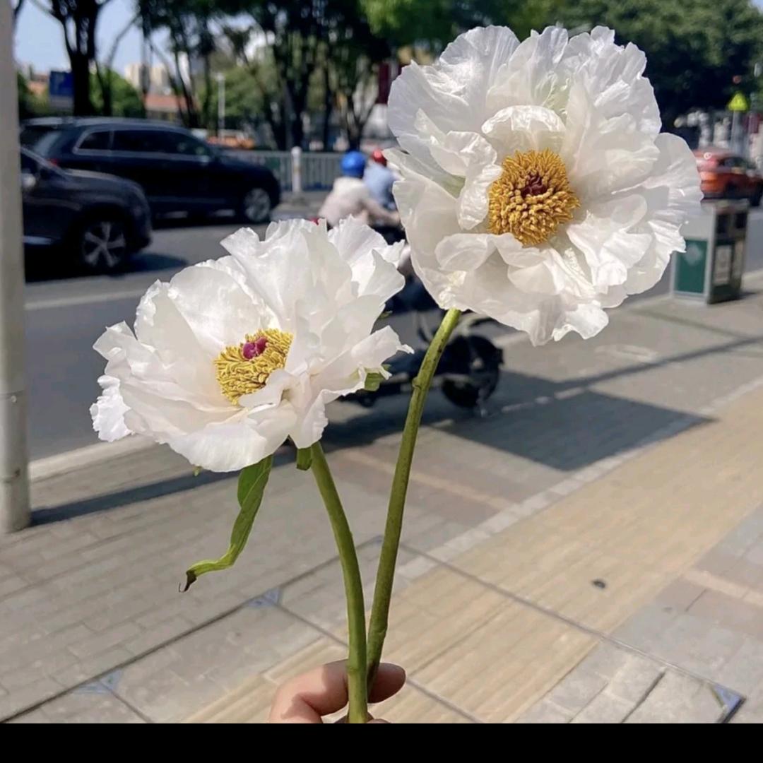 鲜花日记