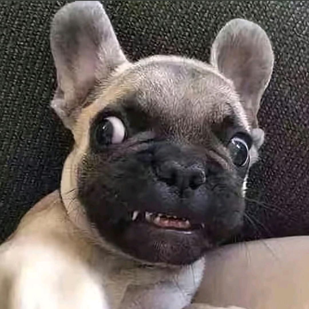 不聪明的鱼