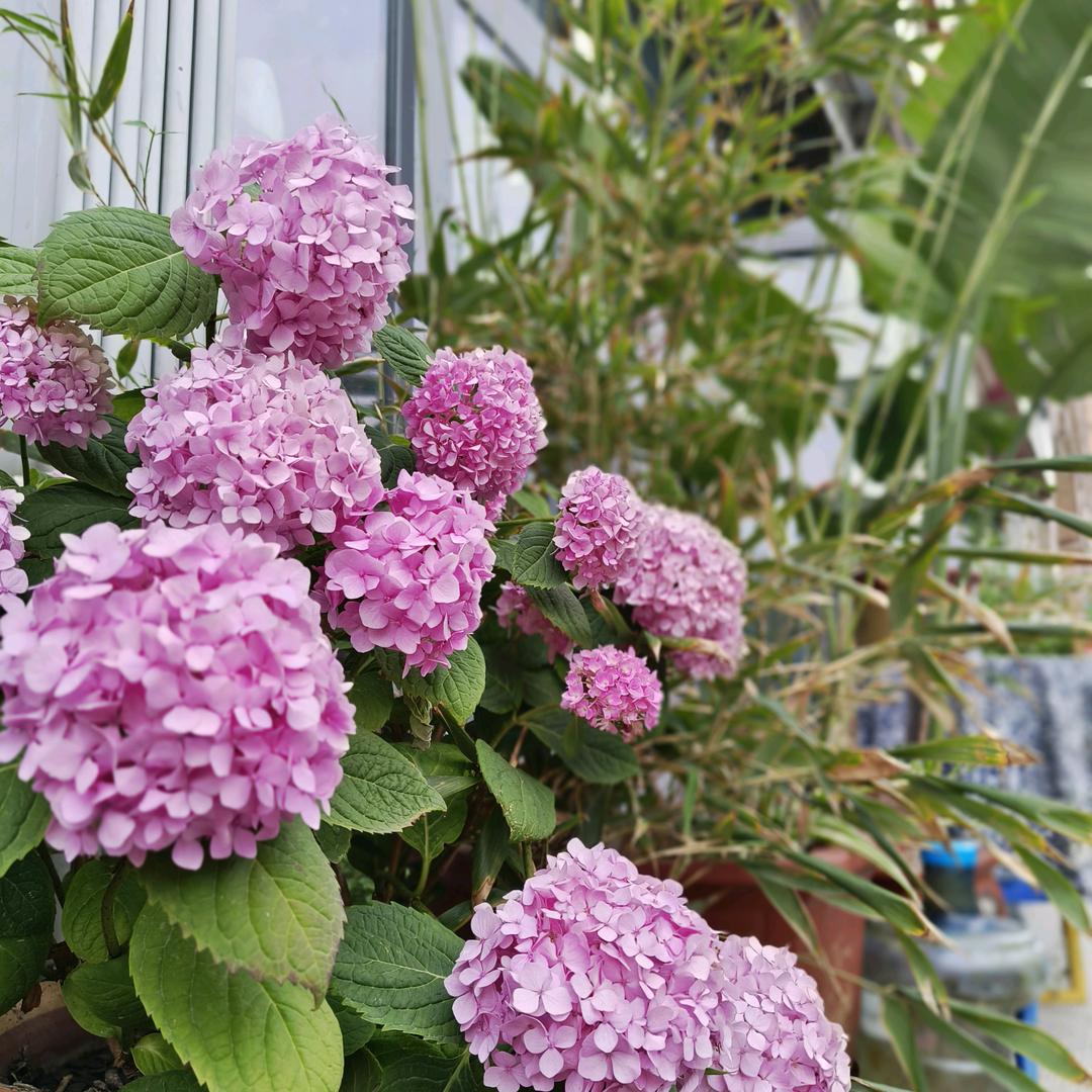 一路生花