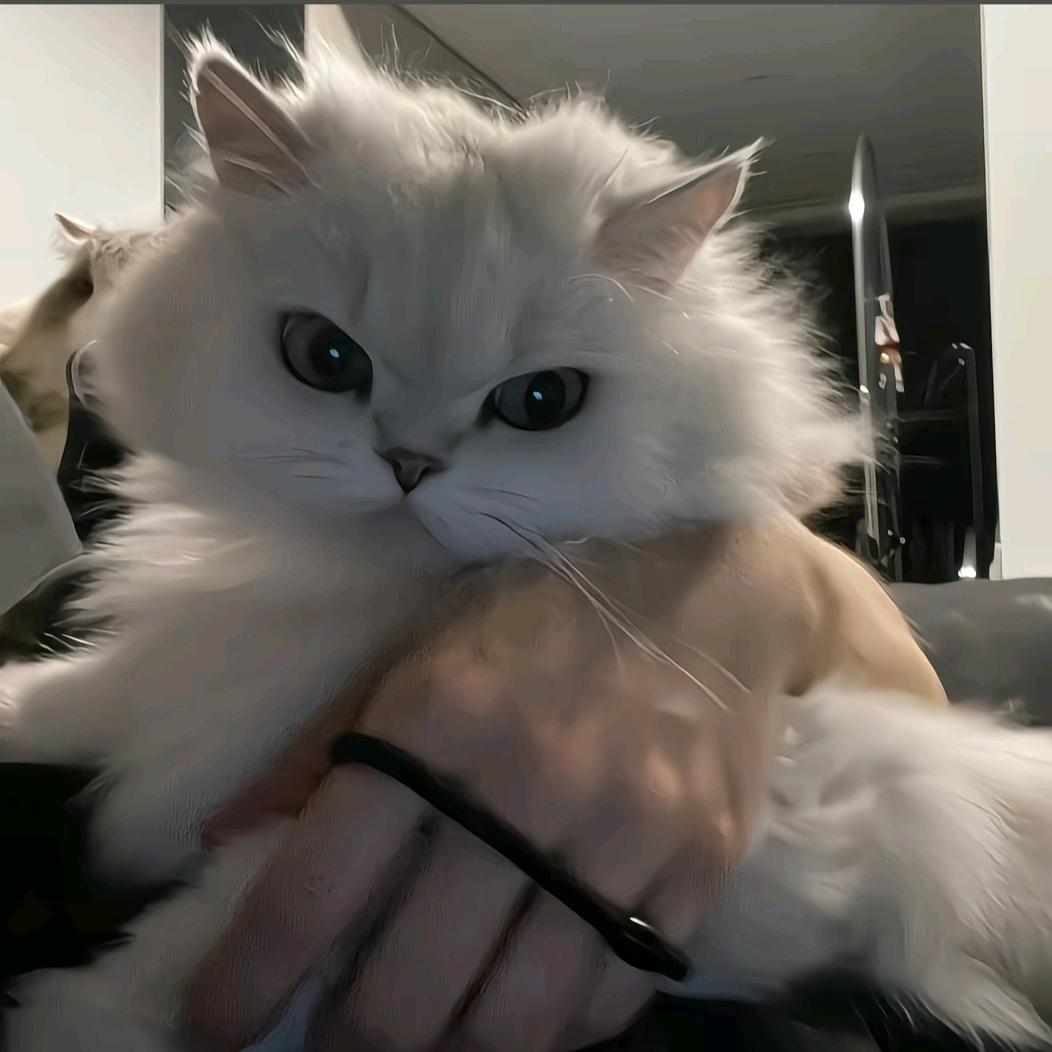 🐈