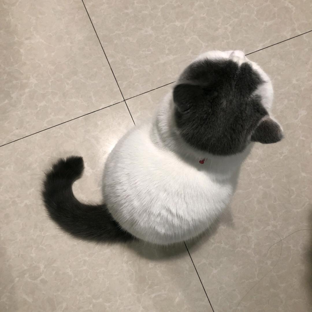 🌻小葡萄𓃠