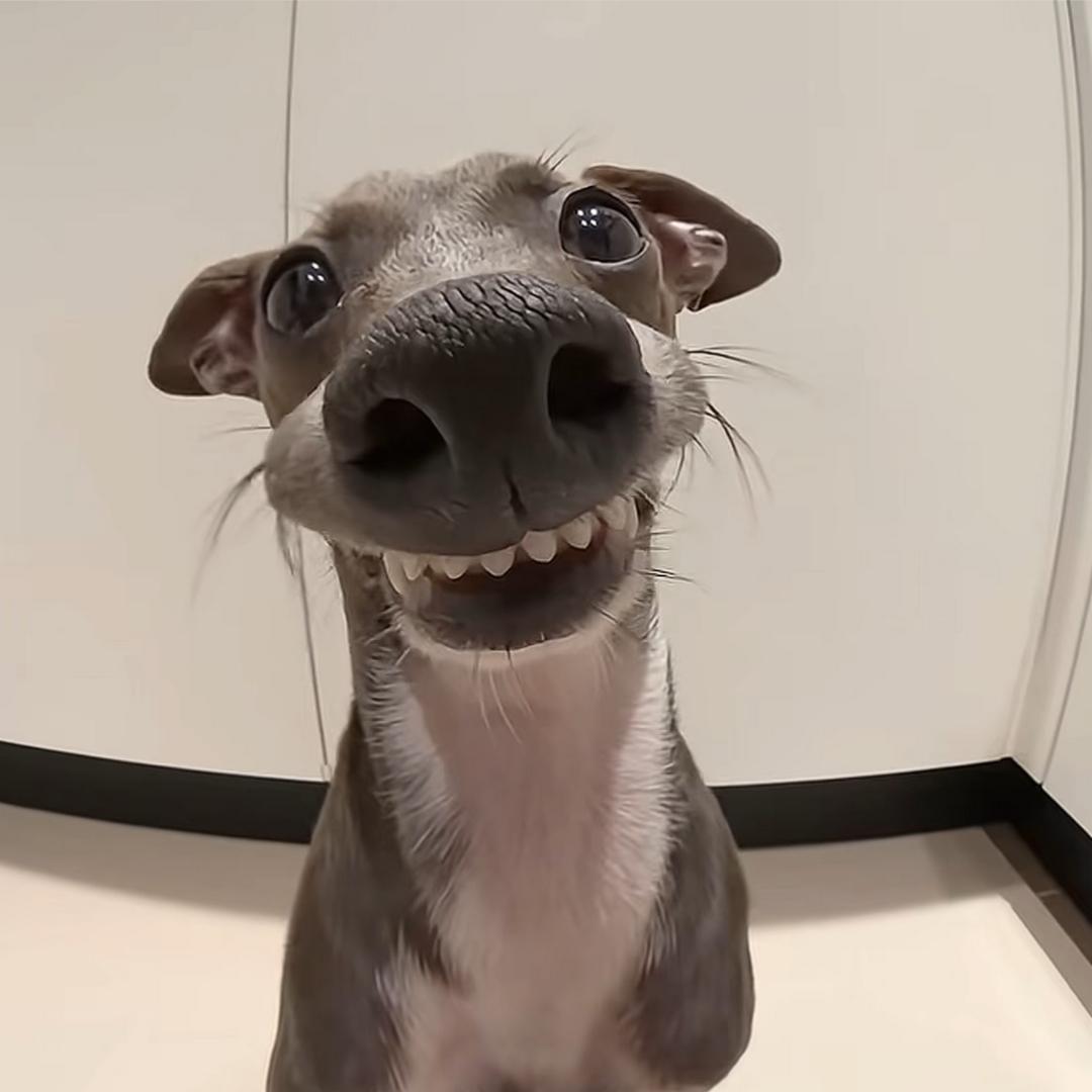 纯情性感小花蚊半夜三更在我耳边疯狂骚扰我