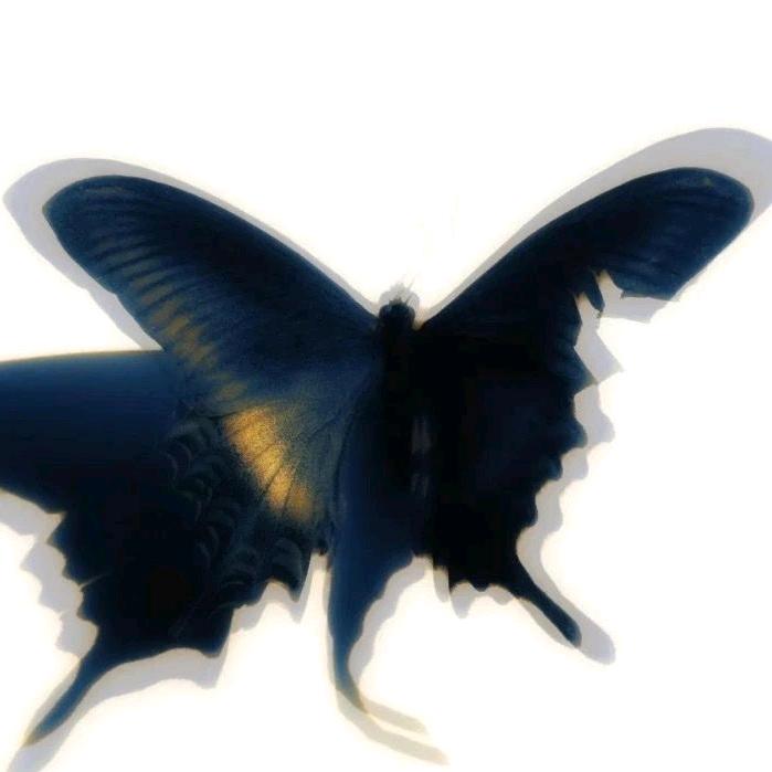 飞天魔鬼🦇