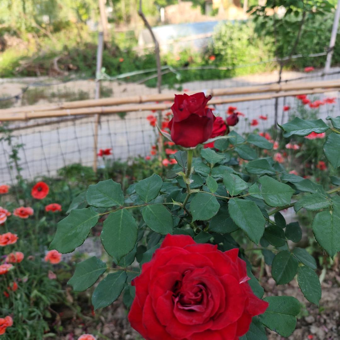 🌺香不香🍒