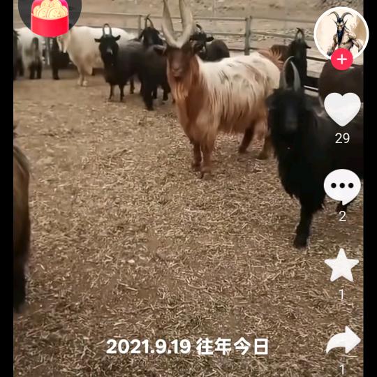 王村山羊肉