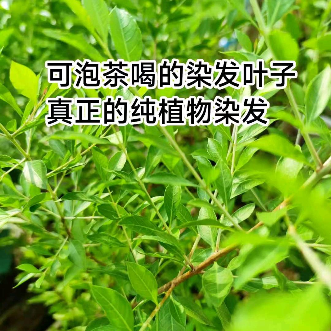 金姐散沫花指甲花指甲叶（一沫染芳华）