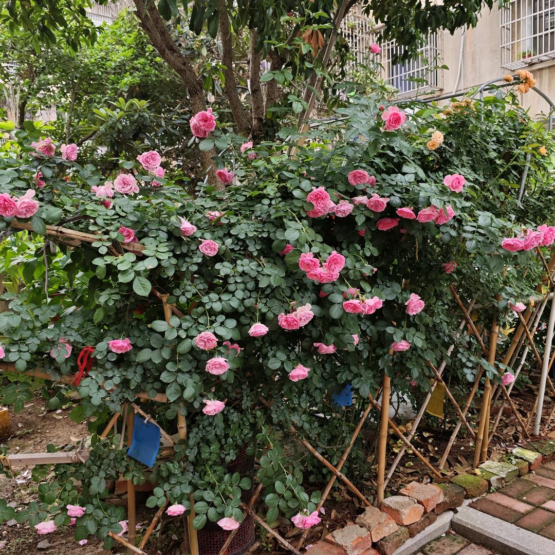 小啊啾