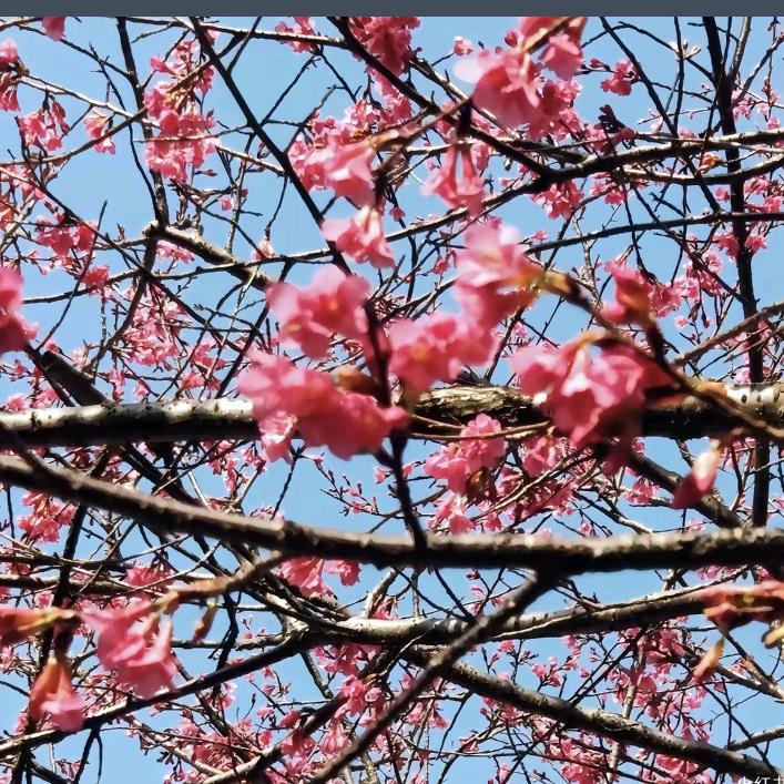 你开马自达难怪你塞车