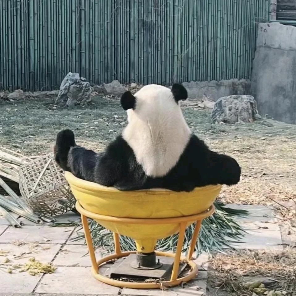熊猫不滚🐼