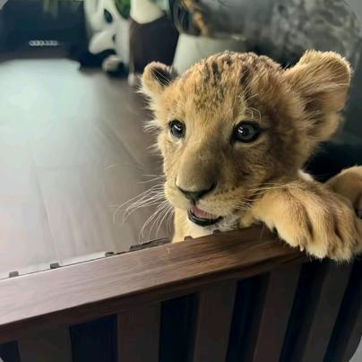 我今晚真不熬夜了