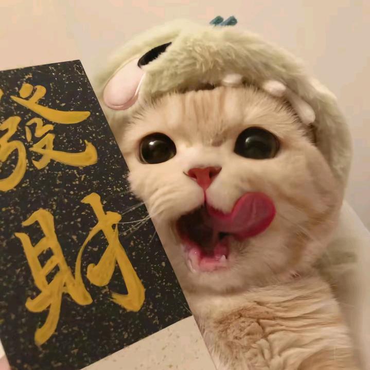 爱遛弯的猫