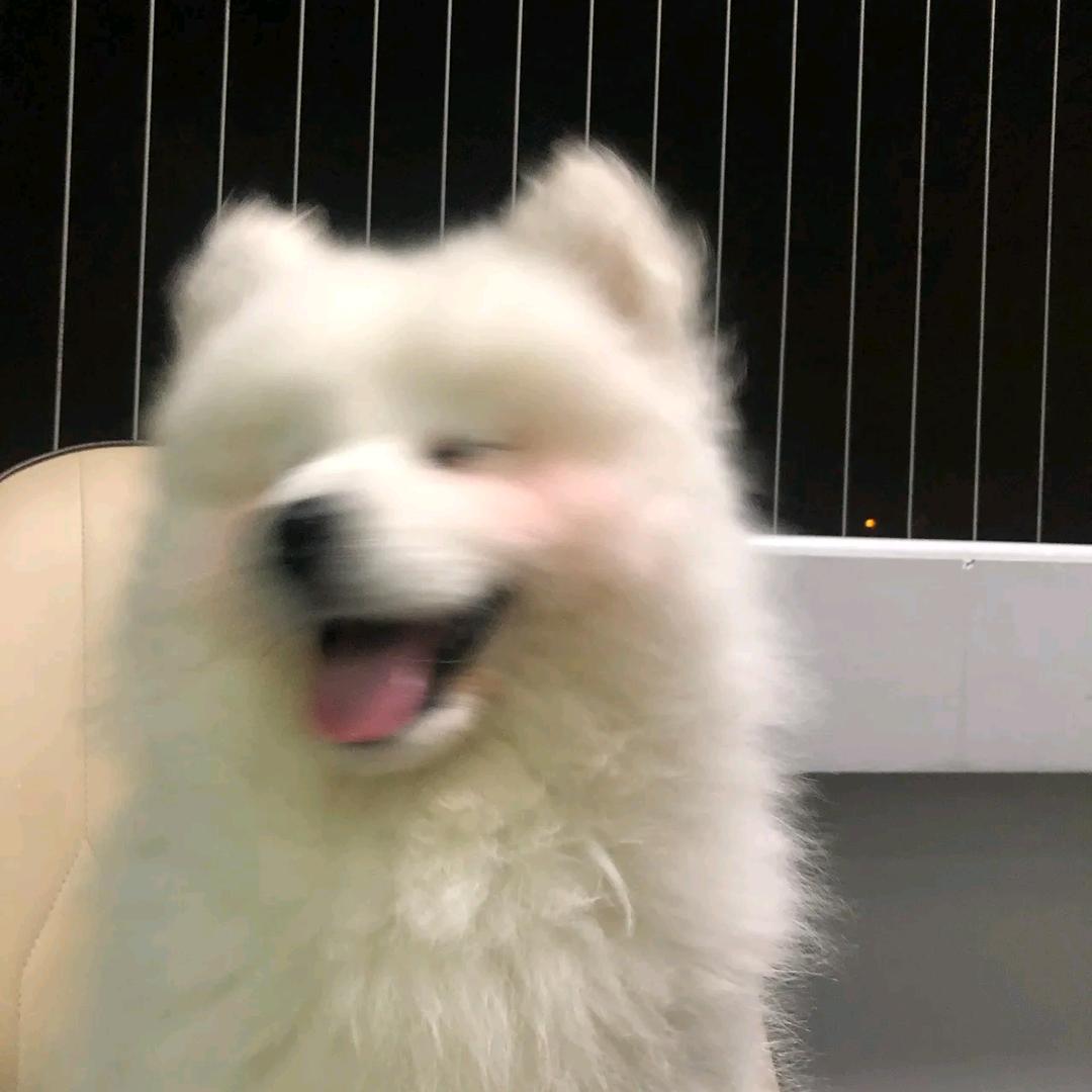 莫莫