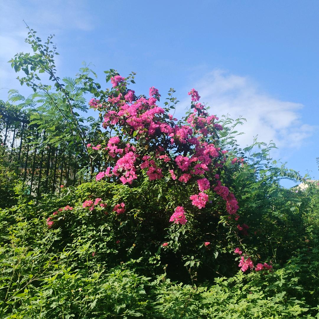 孟采珍。一切安好。