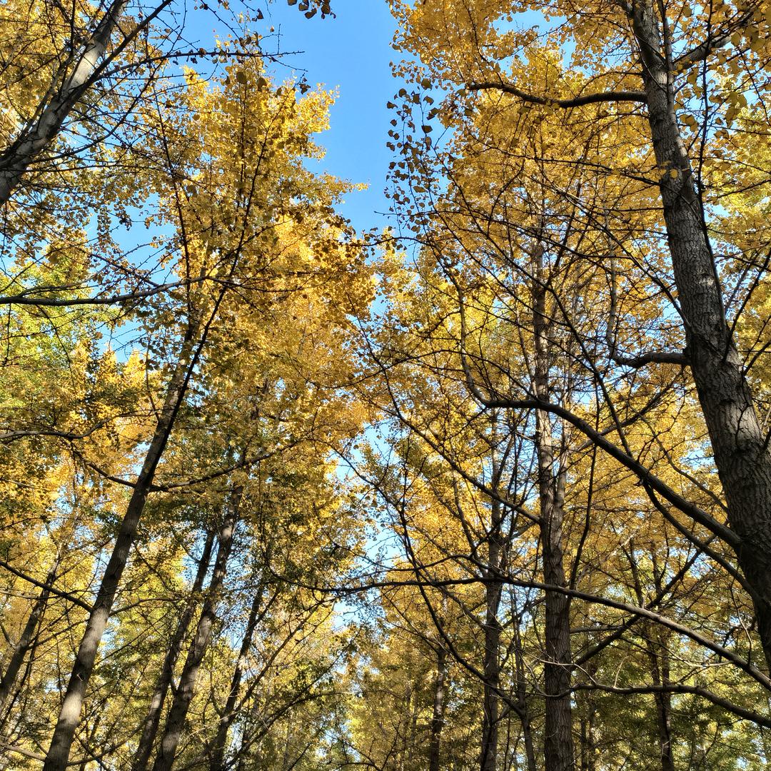 💫(づ 憧–憬づ）💫