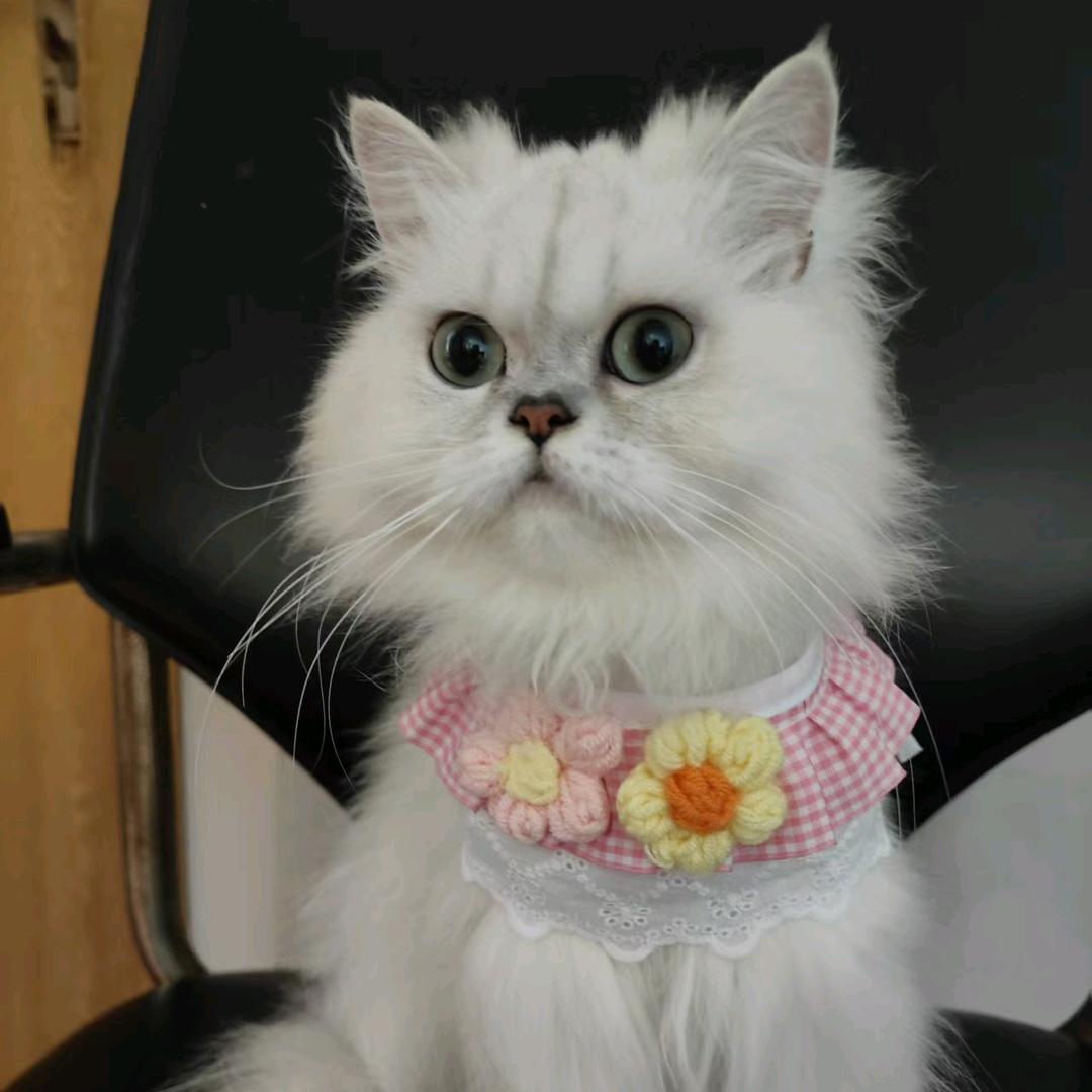 晶晶的猫咪