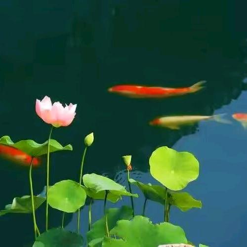 中庸