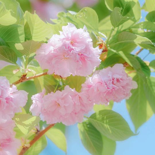 若初