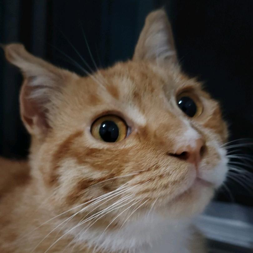 ❤️家有大橘（勿连赞关必回）