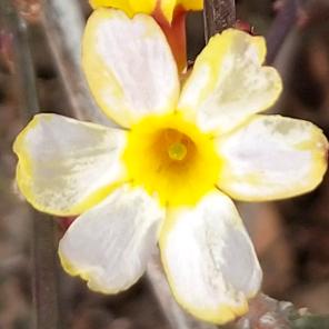 ღ᭄ジ云朵有点甜🌸ベ