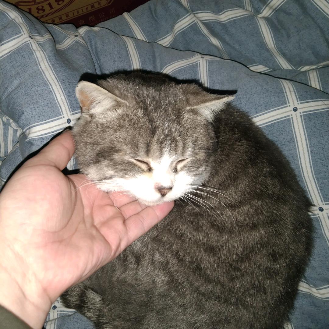 呼呼（跨年版）