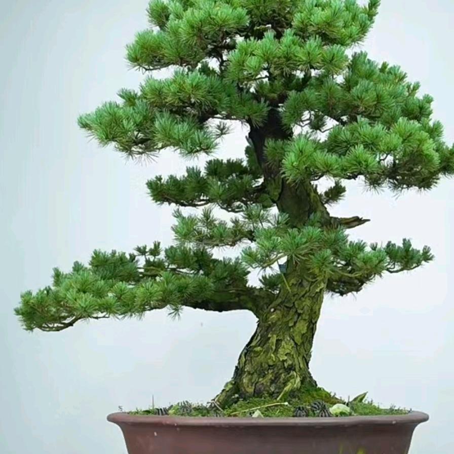 菊卉园艺