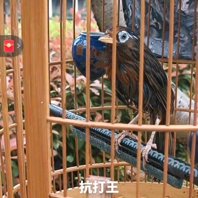 pan先生鸟食