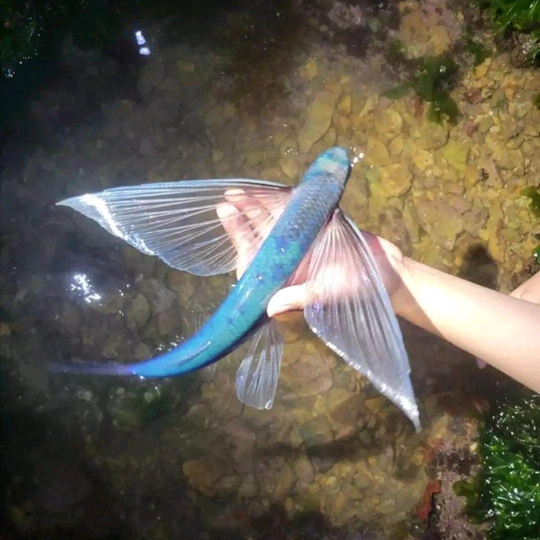 小飞鱼