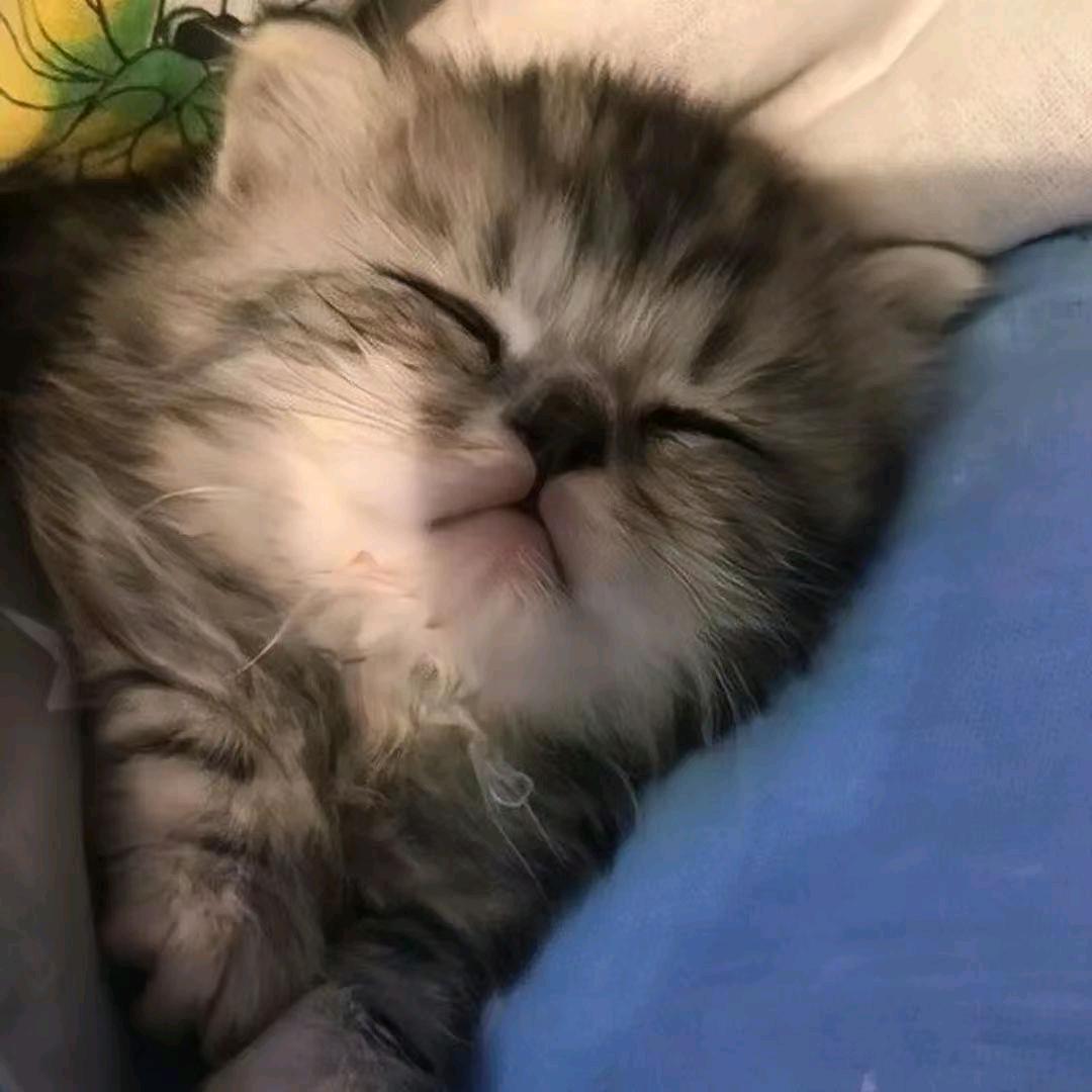 御猫