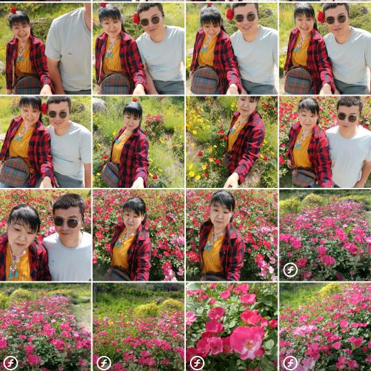 粉色海洋花🌺
