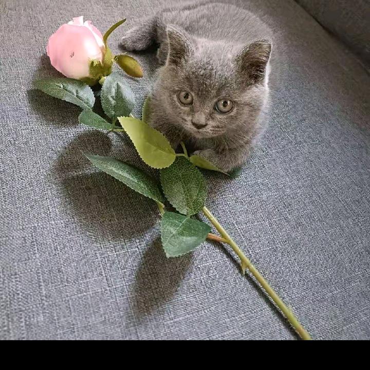 🍇🐷一生守护🐷🍇