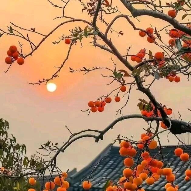 无人问津🌾🍊