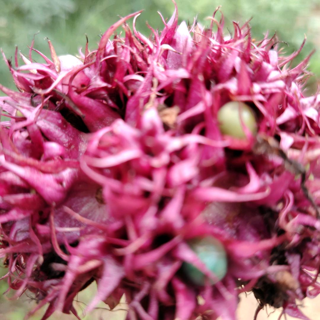 用户4517018850599依然