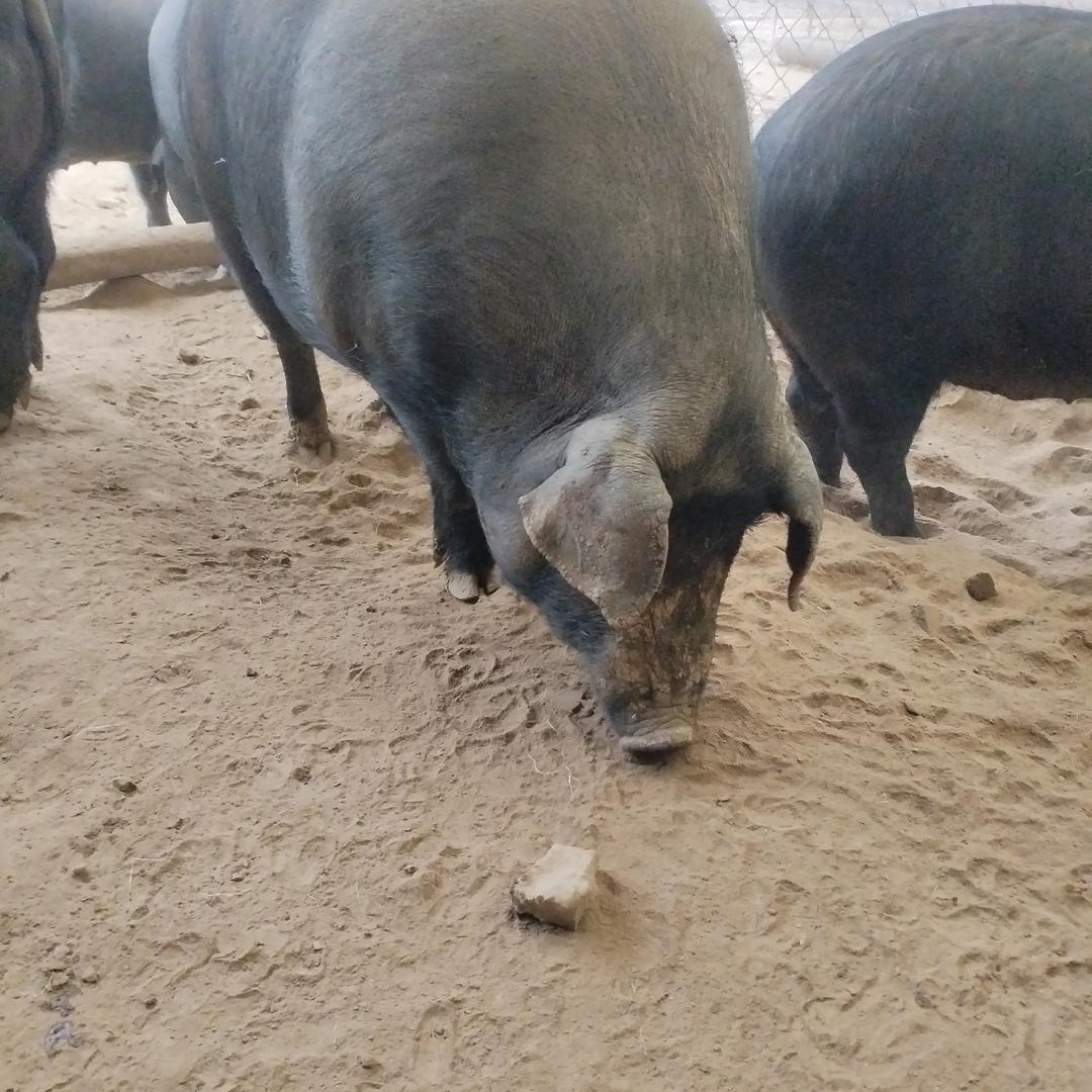 箐枫家庭农场散养黑猪🐷