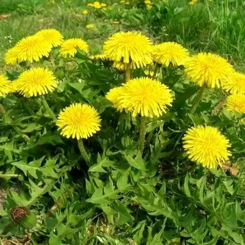 @@64年的健康龙@@