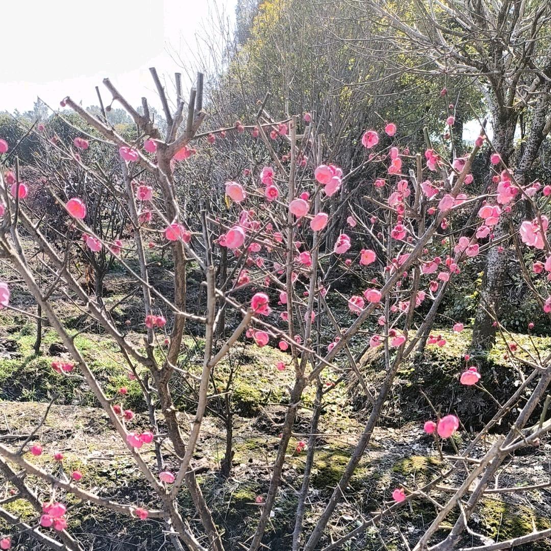 碳水爱好者💖💓