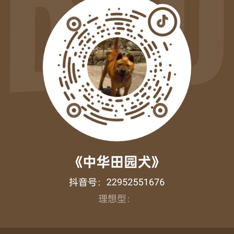 《中华田园犬》