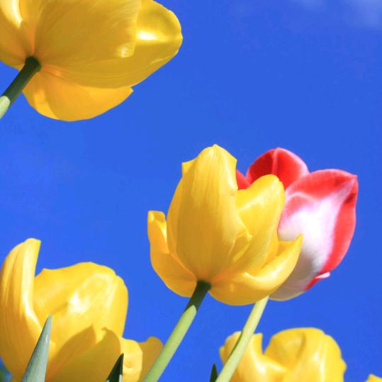 🌸🌸家家悦二楼晶晶玩具店🌸🌸