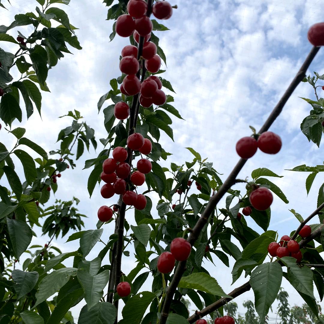 雾里看花
