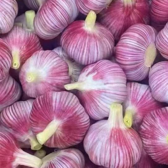 鹏彦艺博食品有限公司老张