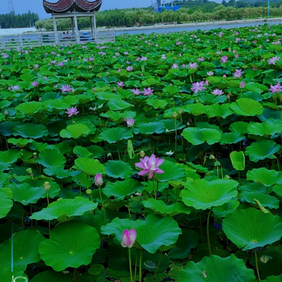 米粒麻麻《NANA》