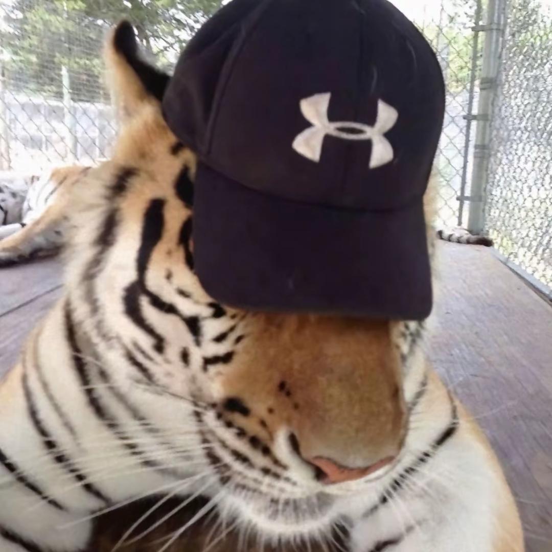D3.