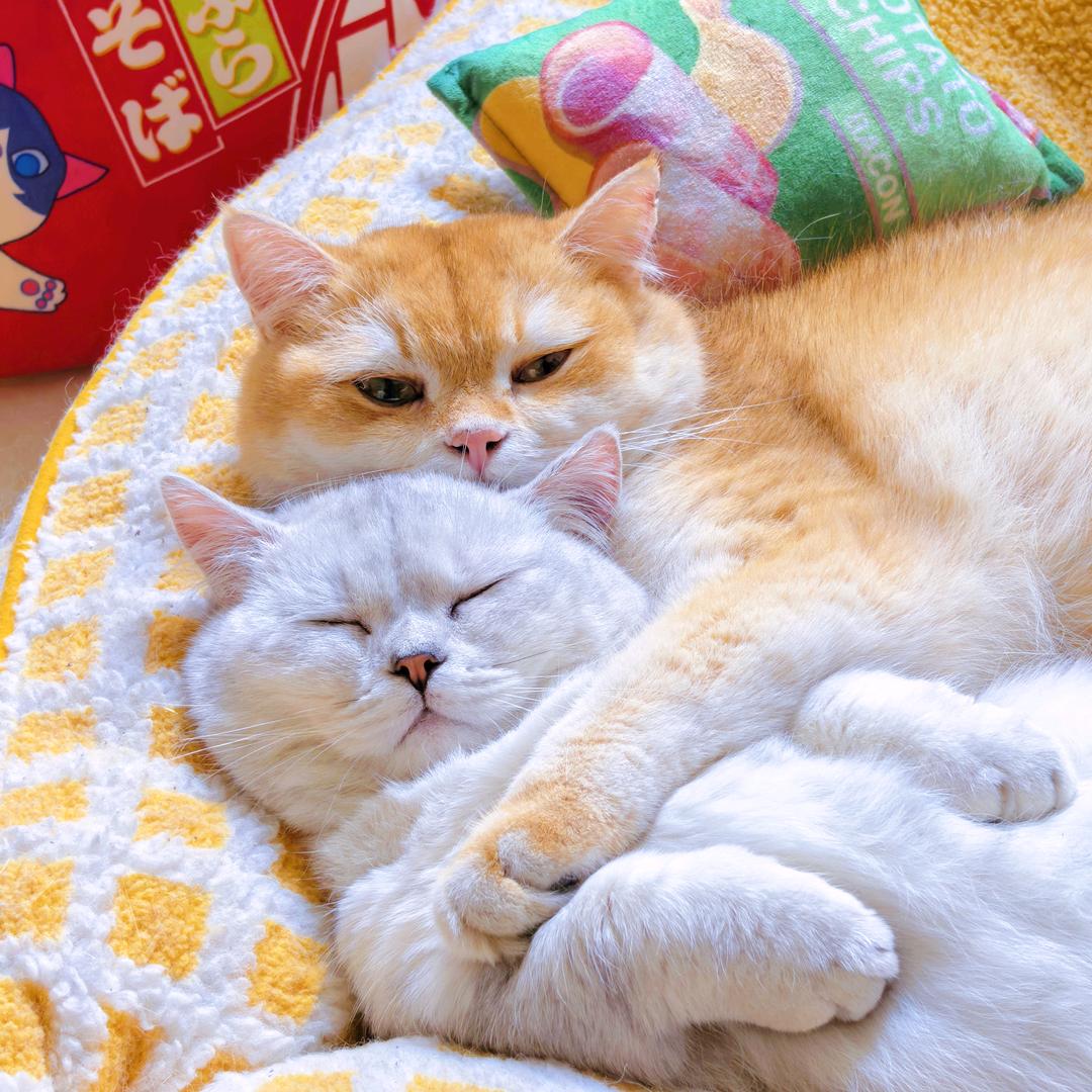 杨洋爱养猫（省💰版）