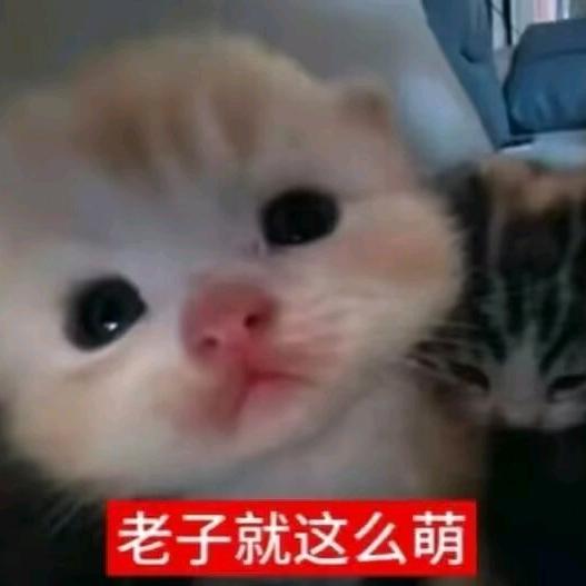 小云王者（福利主播）