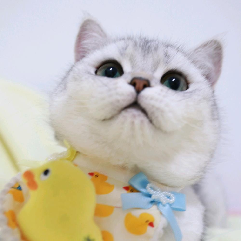 偷走月亮的猫🐱